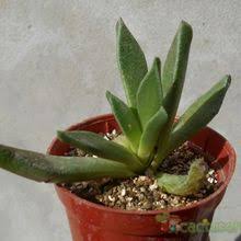 Image result for Nananthus aloides