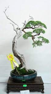 Can try near beach (kemaman since i have been there) or sepang(i heard) as for. 19 Cucur Atap Bonsai Ideas Bonsai Bonsai Art Bonsai Tree