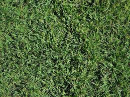 Super Seeds Perfect For Your Region Mondo Grass Dwarf Mondo Grass Grass