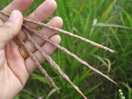 Image result for Phacelurus