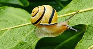 Bagaimana Cara Siput Bernapas? | Belajar Sampai Mati