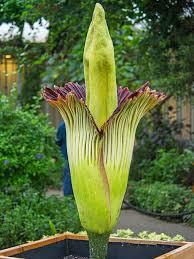 Alice The Corpse Flower Blooms At The Chicago Botanic Garden Corpse Flower Corpse Flower Bloom Chicago Botanic Garden