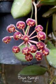 Hoya Tsangii Hoya Plants Guava Tree Tropical Plants