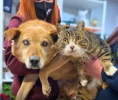 Un perro ciego y su gato guía son abandonados por su familia, a  temperaturas bajo cero, en Canadá