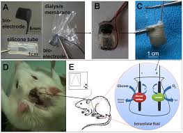 Check spelling or type a new query. Single Glucose Biofuel Cells Implanted In Rats Power Electronic Devices Scientific Reports