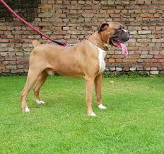 Ongoing discount, benefit from it now before its over. Mount Everest Kennel Club Events Facebook