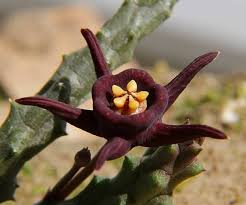 Image result for Duvalia