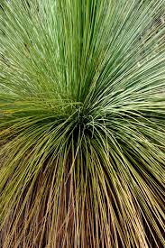 Image result for Xanthorrhoea australis