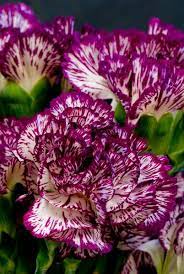 Northwest Wholesale Florists Carnations Types Of Purple Flowers Pretty Flowers Beautiful Flowers
