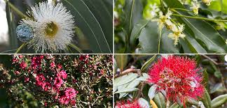 Image result for Myrtaceae