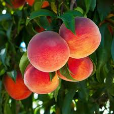 Organic Oranges