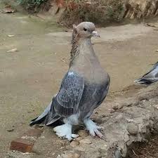 Blt Blt Adli Kullanicinin Guvercin Pidgeon Panosundaki Pin Hayvanlar Guzel Kuslar Ve Kus