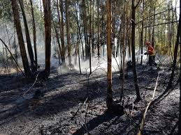 More images for incêndio marinha grande hoje » Cinco Incendios Mobilizam 239 Bombeiros No Distrito Regiao De Leiria