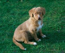 He is agile, quick and determined with a desire to work and please. Datei Nova Scotia Duck Tolling Retriever Welpe Jpg Wikipedia
