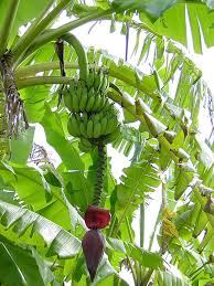 Learn more about growing these hardy bananas in this article. African Giant Banana Tree Musa Kandarian Urban Tropicals