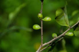 Image result for Diospyros abyssinica