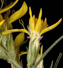 Image result for Eriosema burkei