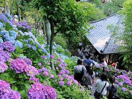 長谷寺のあじさい 神奈川県鎌倉市長谷 紫陽花 名所 鎌倉 湘南 鎌倉