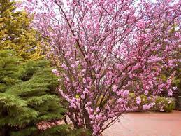 The season of vibrant blossoms and sweet southern magnolia is a magnificent tree with a name that is somewhat misleading. Natureplus Name Of This Tree With Pink Flowers Looks Similar To Cherry Blossom