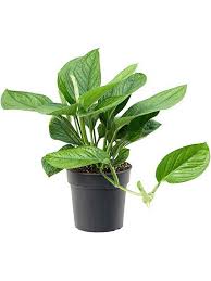 Image result for Bidens pinnatipartita