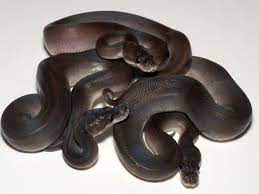 Super Cinnamon Morph List World Of Ball Pythons Ball Python Colors Ball Python Ball Python Morphs