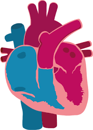 Image result for Restrictive Cardiomyopathy