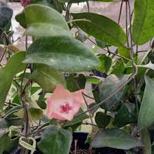 Image result for Polystachya spatella