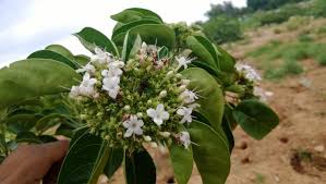 Image result for Volkameria glabra