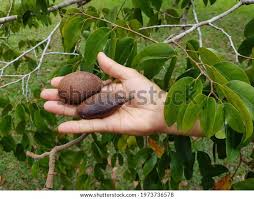 Image result for Hymenaea courbaril