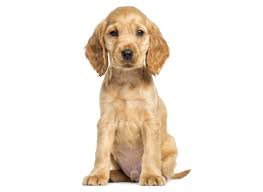 We did not find results for: Cocker Spaniel Puppies For Sale Breeders In Texas