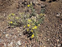 Native perennials and groundcovers achillea millefolium 3 30 x 2' native. Blazing Star Beauties Friday Flowers Bend Branches