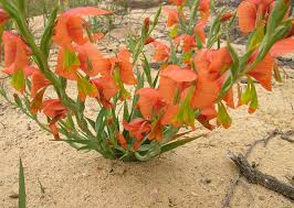 Image result for Gladiolus pusillus