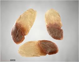 Image result for Gelsemiaceae