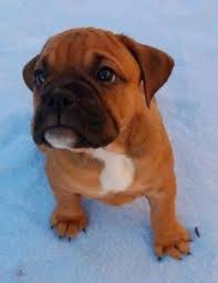 Central valley bulldogs, we breed french bulldogs and english bulldogs of the greatest quality. Valley Bulldog Dog Breed Information Images Characteristics Health