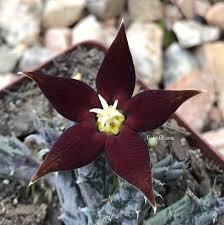 Image result for Piaranthus atrosanguineus