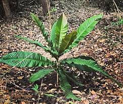 Image result for Chrysophyllum bangweolense