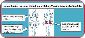 They can be used to prevent rabies before, and for a period of time after, exposure to the rabies virus, which is commonly caused by a dog bite or a bat bite. Prevention Treatment Maricopa County Az