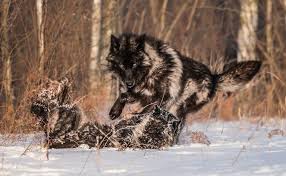 Black And Brown Wolf Dog Perfect Timing Photos A Close Encounter With A Minnesota Black Wolf Wolf Photography Wolves Photography Black Wolf