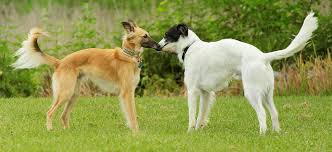 Greyhound is a 2020 american war film directed by aaron schneider and starring tom hanks, who also wrote the screenplay. Silken Windsprite Oder Langhaar Whippet Goldenmerlo Hundeblog