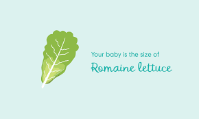 36 Weeks Pregnant Symptoms Tips And Fetal Development Pampers