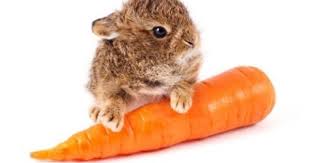 Fun Facts On Carrots 1 Rabbits Love To Eat Carrots But They Shouldn T Eat Too Much 2 Carrots Are The Carrot Benefits Health Benefits Of Carrots Carrot Top
