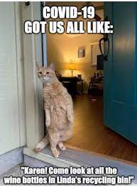 Funny Cats Haha Funny Animal Memes Funny Cat Memes