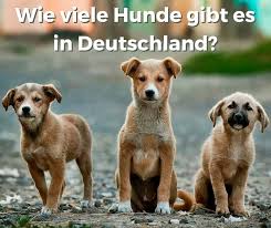 Agility wird in verschiedenen größenklassen angeboten und eignet sich daher für fast alle (gesunden) hunde. Wie Viele Hunde Gibt Es In Deutschland Dogco De