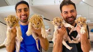 My New Baby Lions Youtube