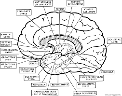 Brainbow hippocampus in color quantity. Brain Anatomy Neuroanatomy Coloring Pages Printable