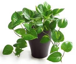 اسماء نباتات الزينة الخارجية بالصور Google Search Low Light Plants Indoor Plants Low Light Easy House Plants