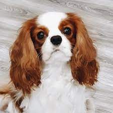 The cavalier king charles spaniel pups are indeed sweet and gentle pets. Cavalier King Charles Cavalier King Charles For Sale Facebook