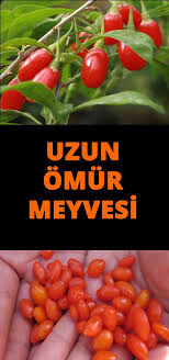 Bir Saglik Deposu Kurt Uzumu Berry Saglikli Icecekler Beslenme