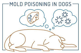 Image result for mold in the ear dog