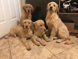So, don't be afraid to ask the breeder about the genetic. Golden Retriever Puppies For Sale Rochester Hills Mi 292115